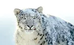 snow leopardにしてちょっと困ったこと